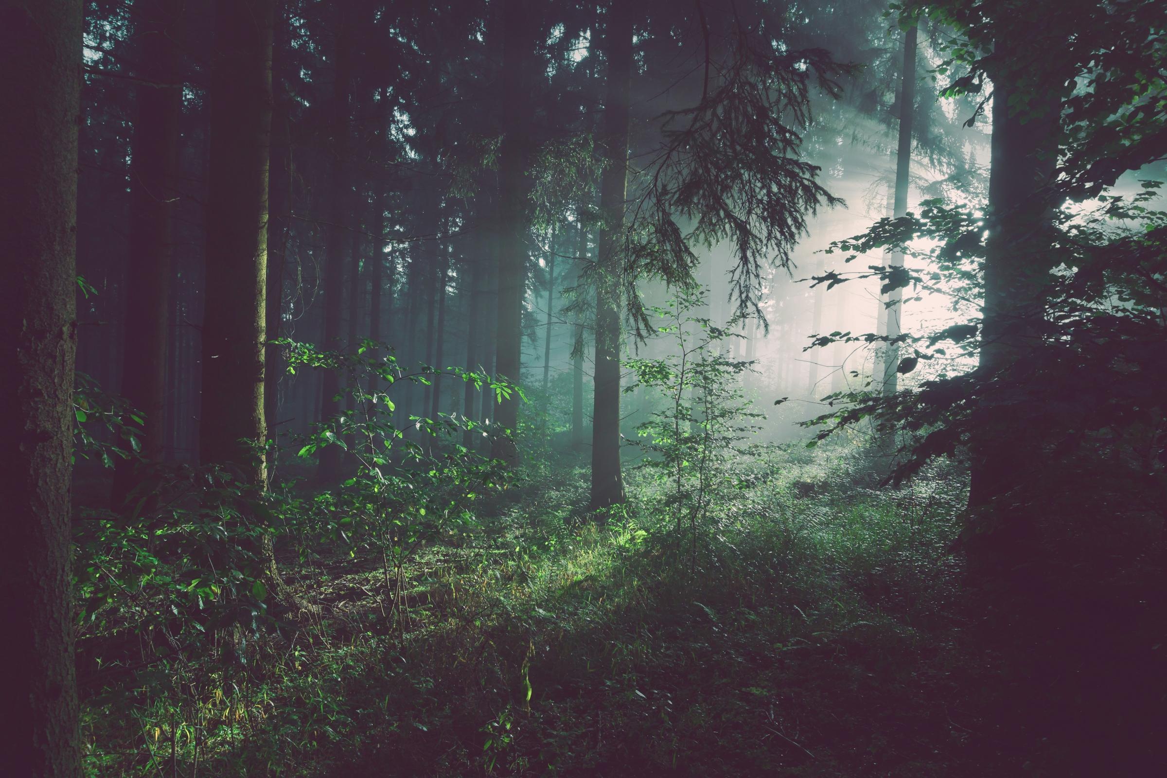 Photo by Sebastian Unrau on Unsplash Lush green forest representing carbon credit ecosystems